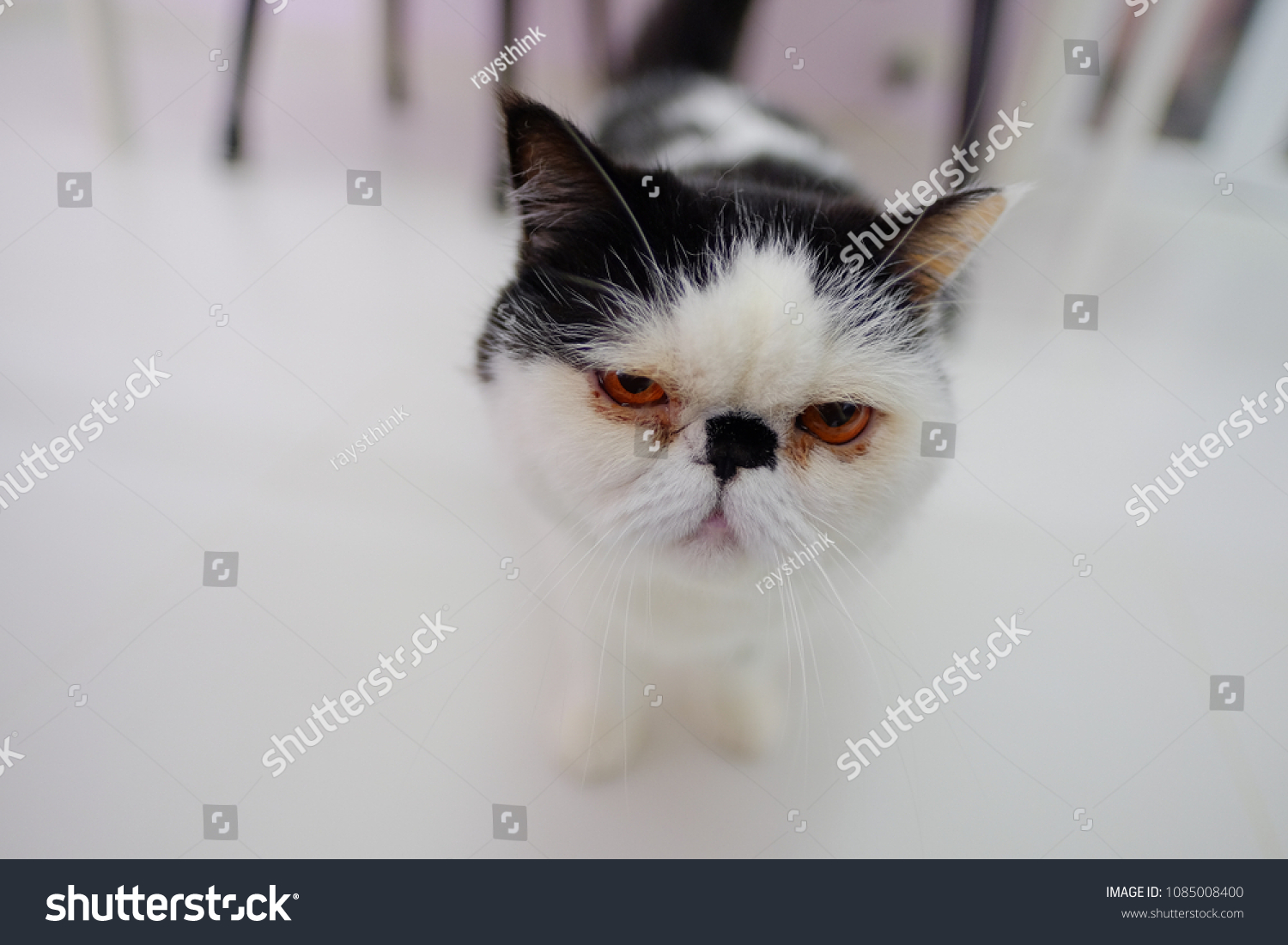 Cute Exotic Shorthair Cat Persian Kitten Stock Photo Edit Now