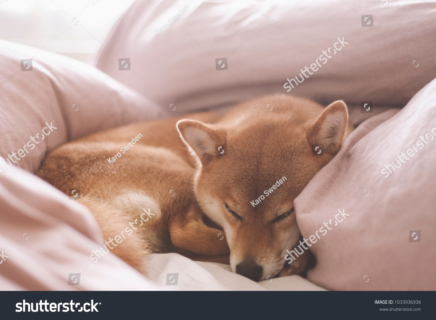 Cute Female Pedigree Shiba Inu Dog Stock Photo Edit Now