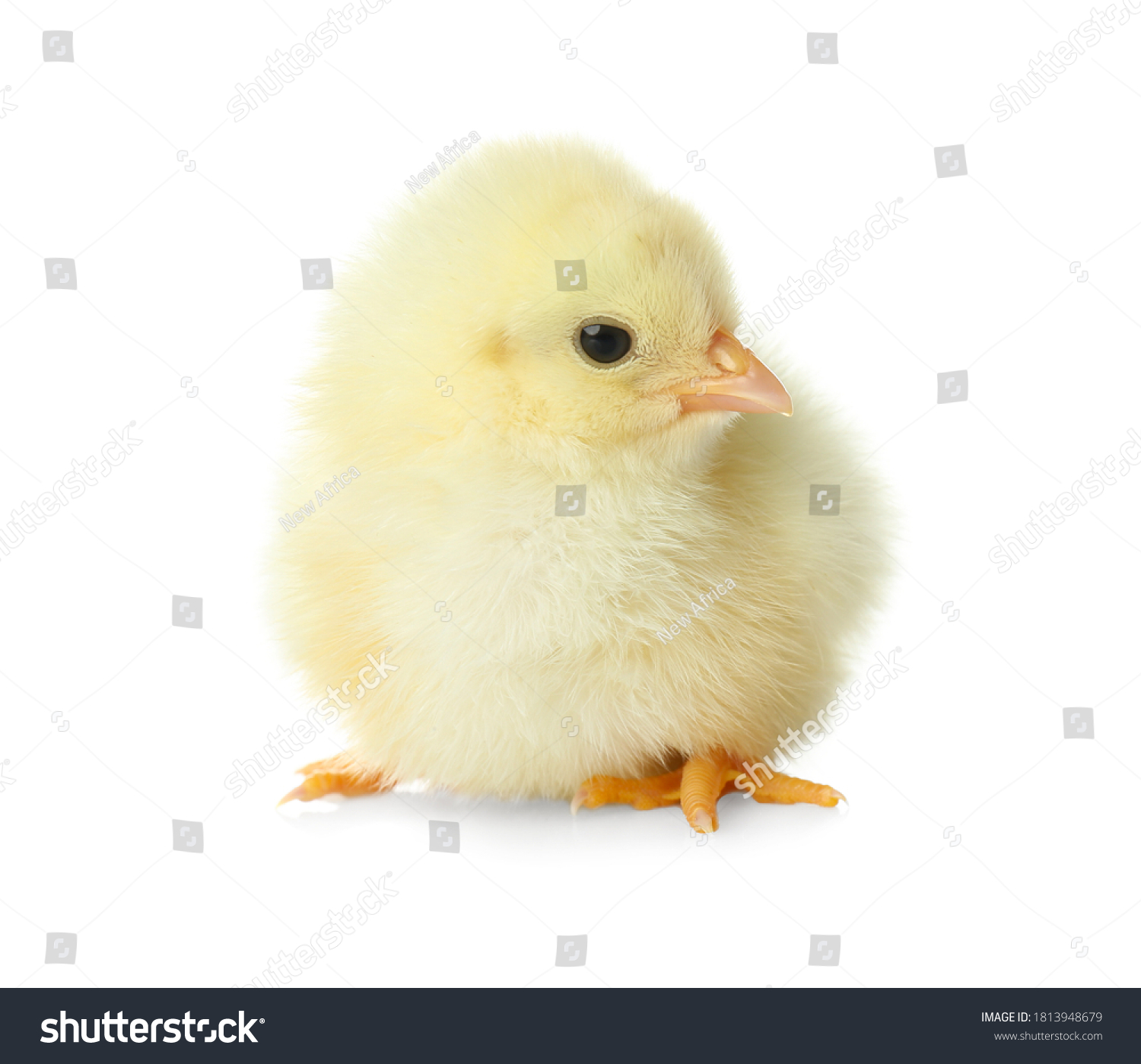 Cute Fluffy Baby Chicken On White Stock Photo 1813948679 