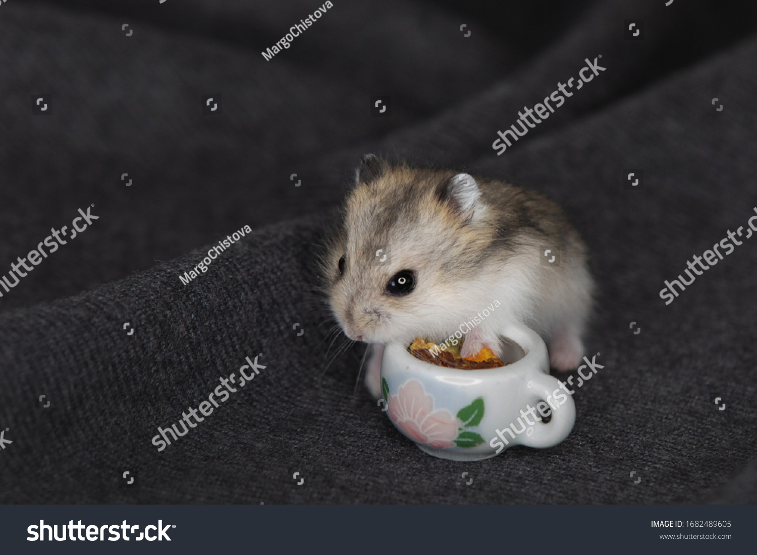 Cute Fluffy Little Baby Dwarf Hamster Stock Photo Edit Now 1682489605