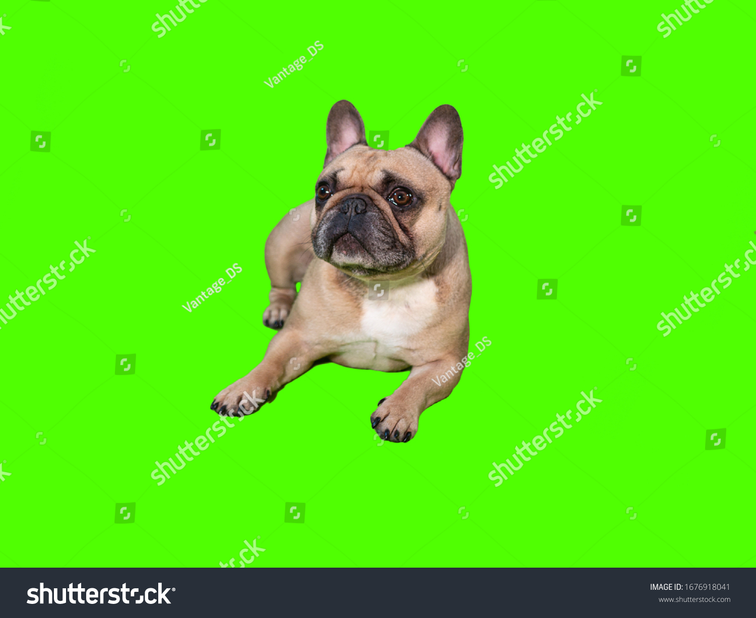 green screen angry dog