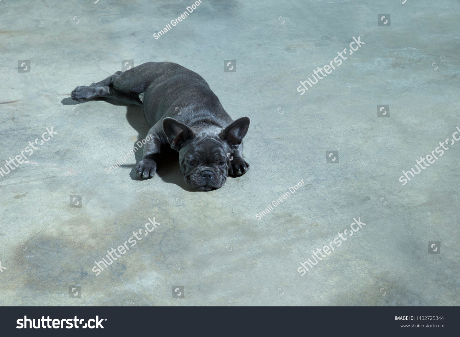 Adorable Blue Grey French Bulldog Puppies For Sale