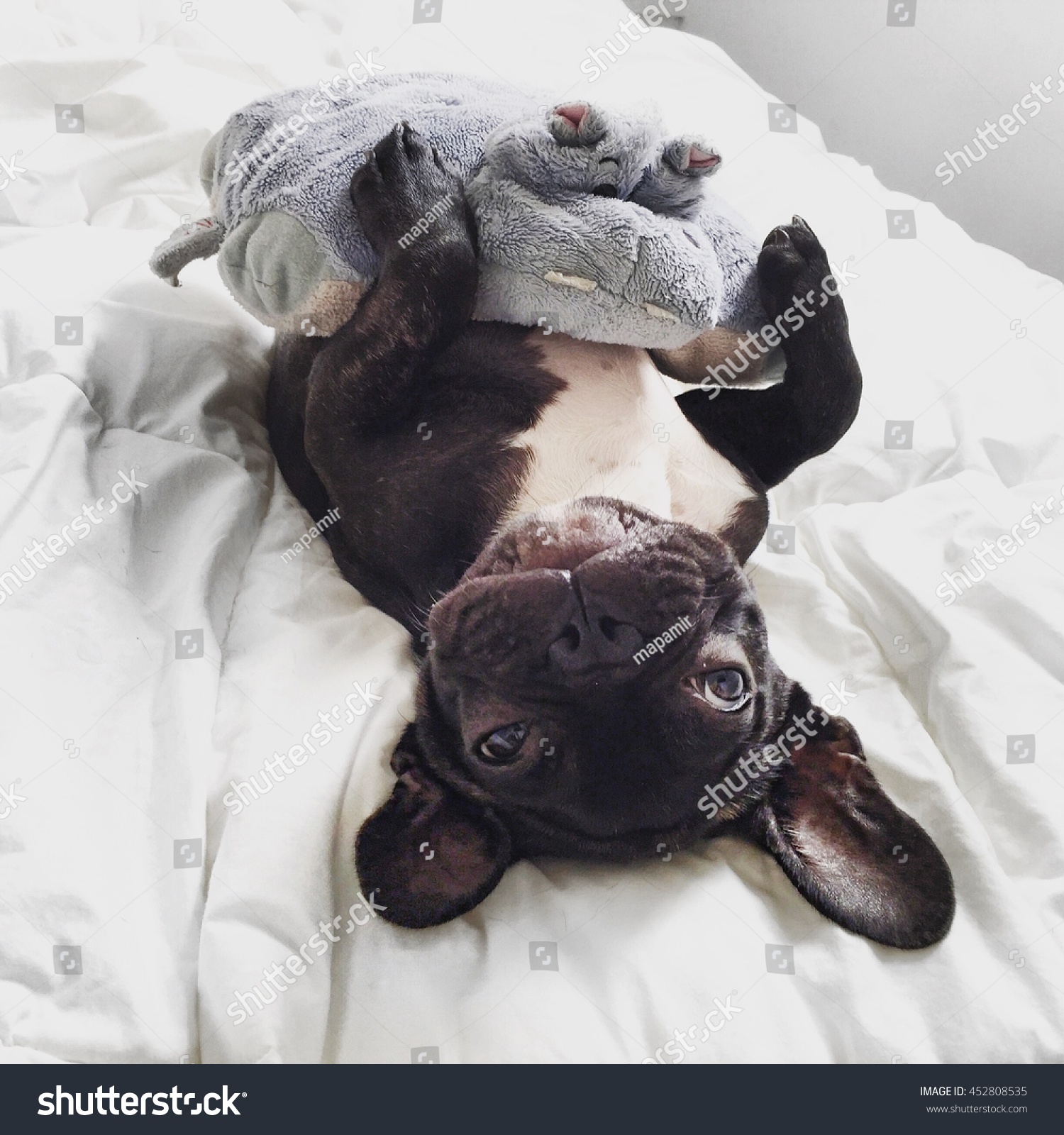 frenchie teddy