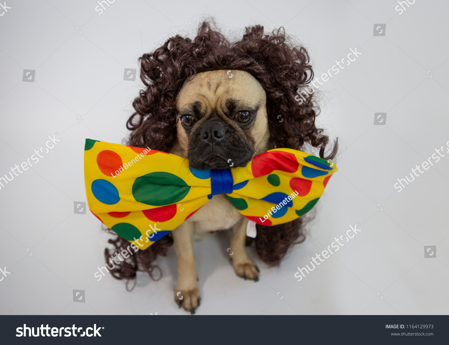 curly haired pug