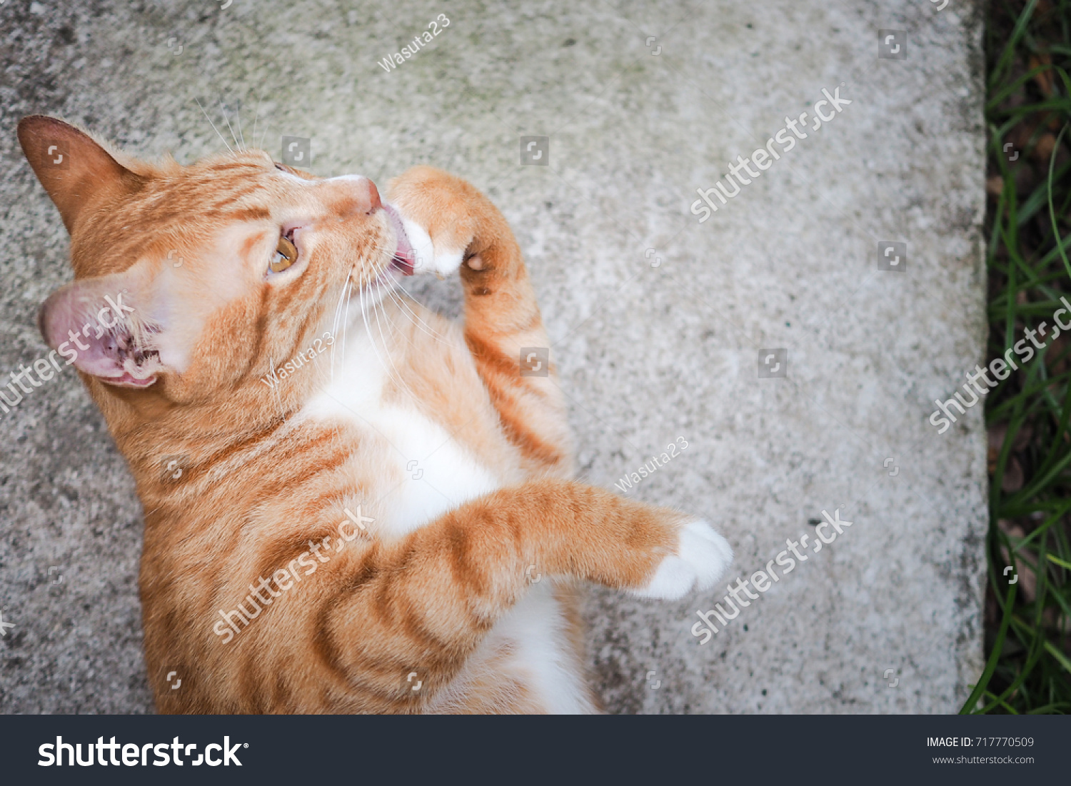 Cute Ginger Tabby Cat Licking His Stock Photo 717770509 