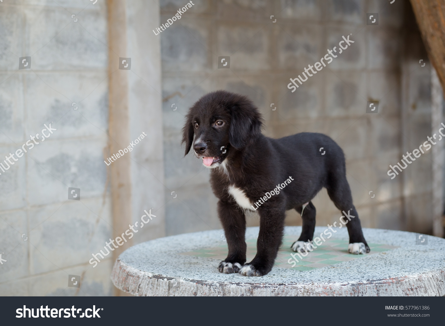 Cute Golden Retriever Mix Labrador Retriever Stock Photo Edit Now 577961386
