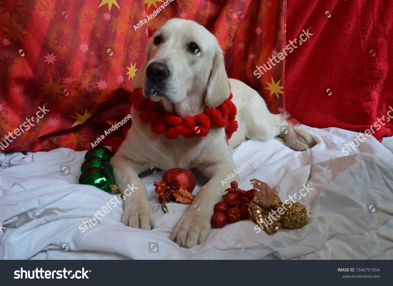 Cute Golden Retriever Puppy Christmas Decorations Stock Photo Edit Now 1546751054