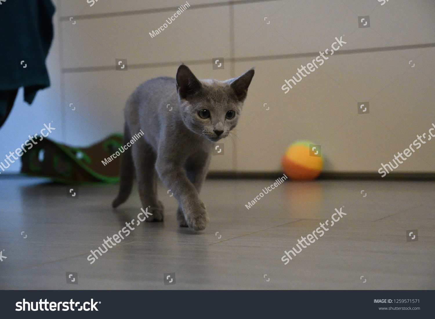 bouncy ball with ears