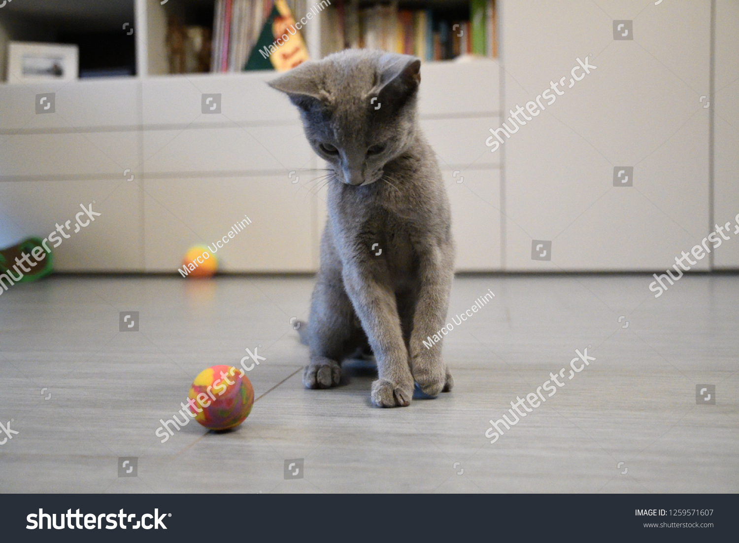 bouncy ball with ears