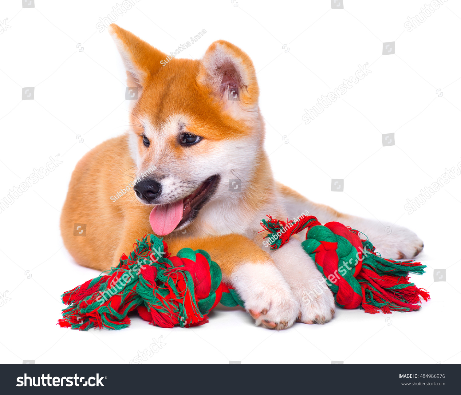 Cute Happy Akita Inu Purebred Puppy Stock Photo 484986976 | Shutterstock