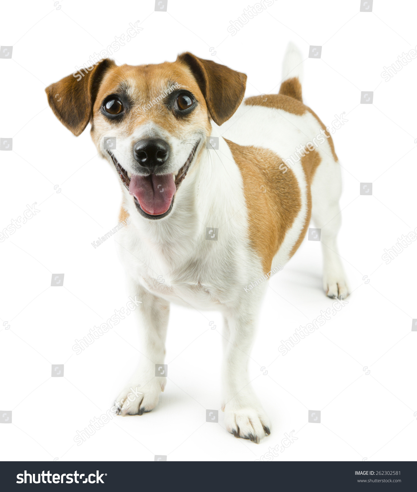 Cute Jack Russel Terrier Dog Is Looking To The Camera And Smiling Stock ...