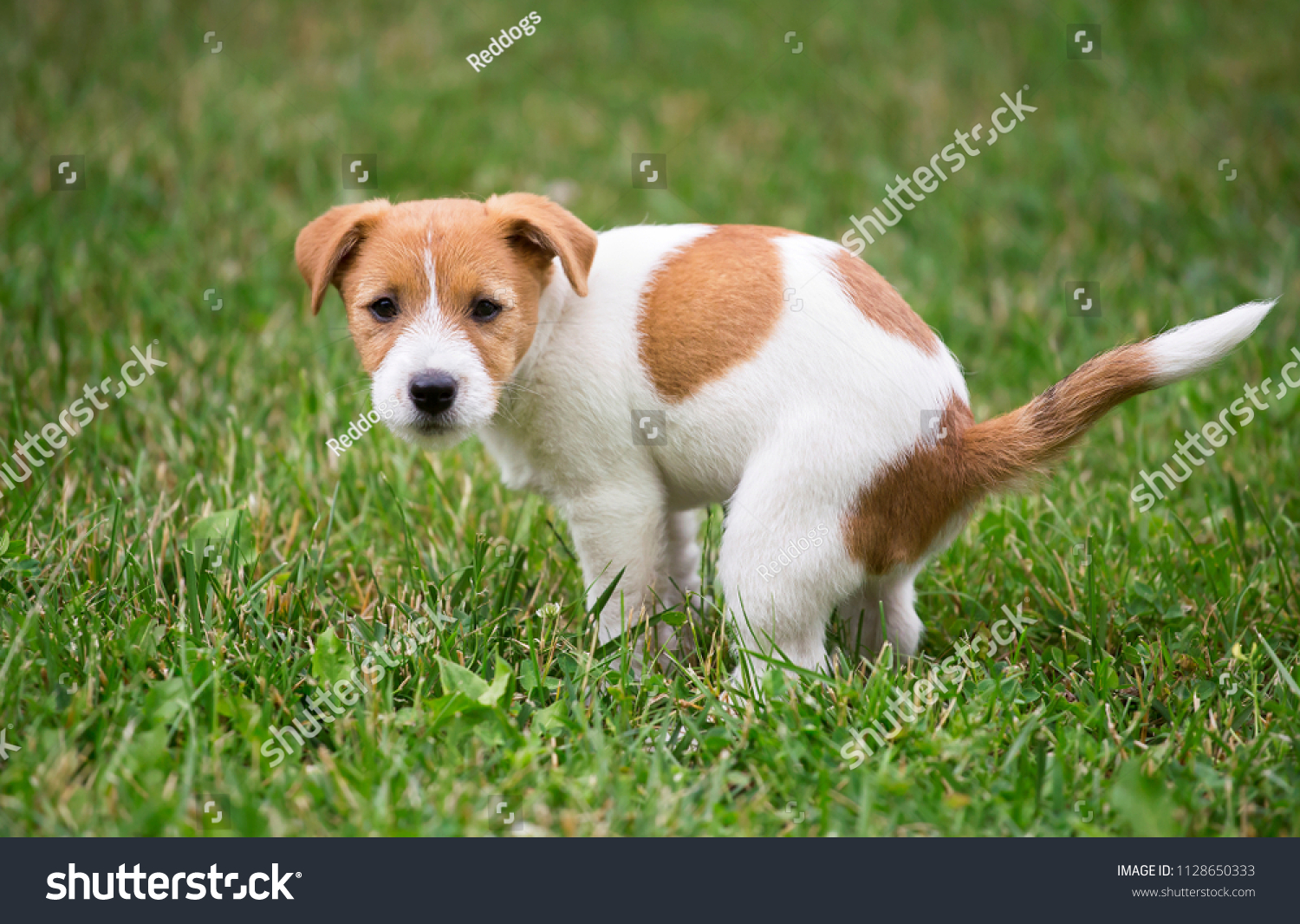 jack terrier