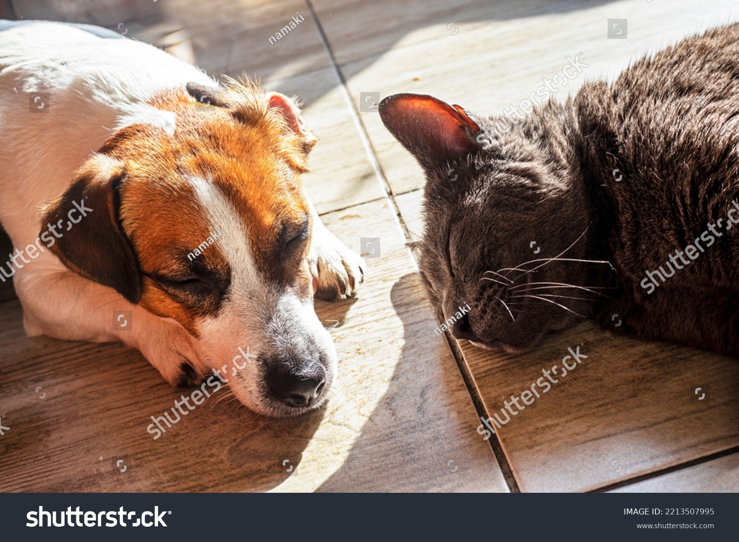 do jack russell get along with cats