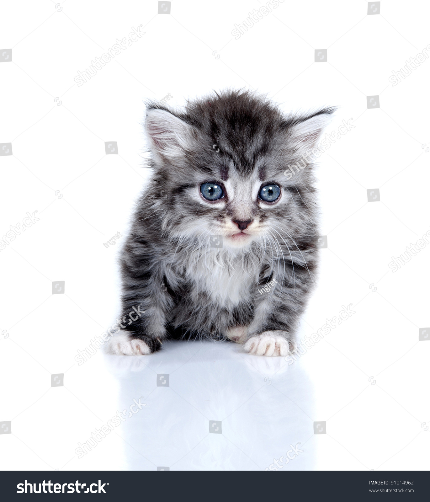 stock photo cute kitten. stock photo cute kitten.