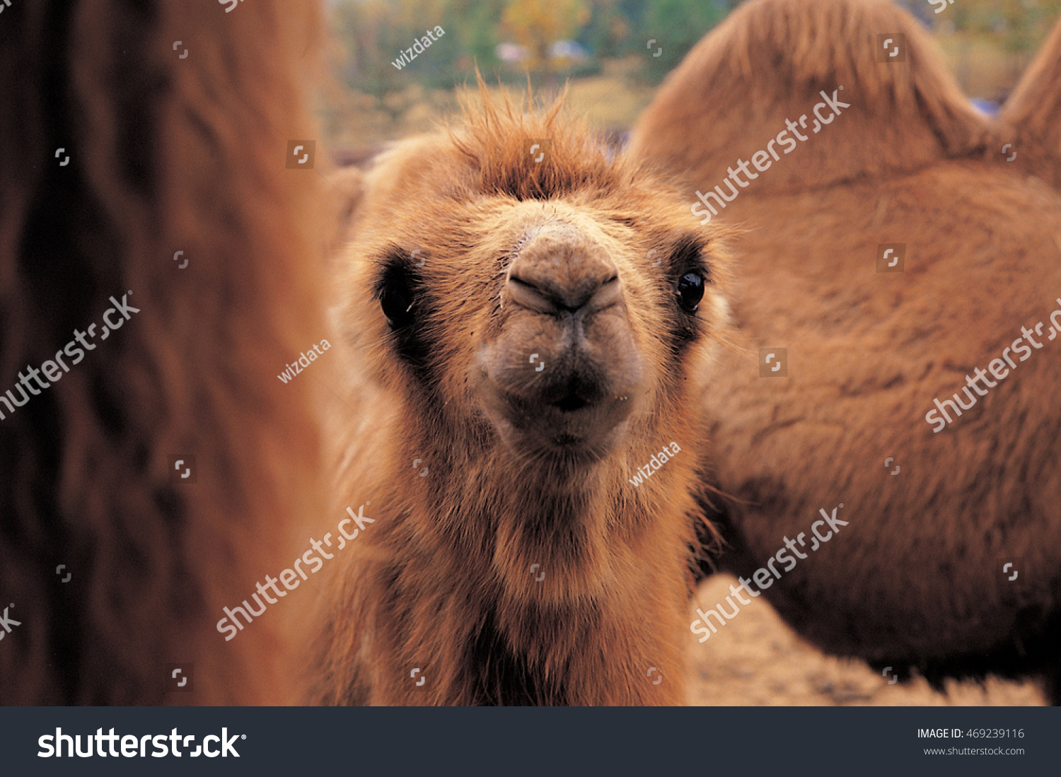 camel kitten