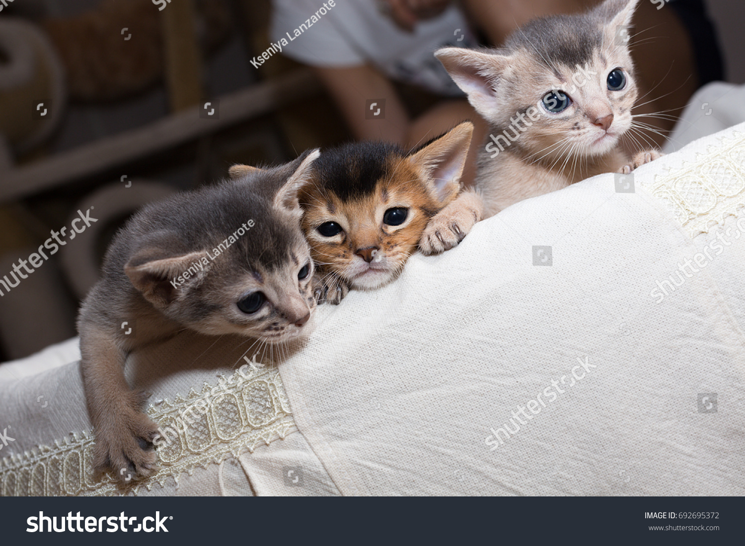 Cute Kittens Little Purebred Abyssinian Kittens Stock Photo ... Cute Kittens Little Purebred Abyssinian Kittens Stock Photo ...