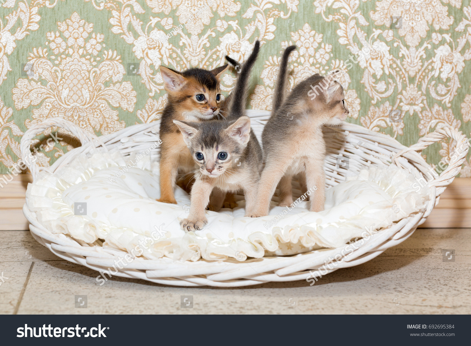 Cute Kittens Little Purebred Abyssinian Kittens Stock Photo ... Cute Kittens Little Purebred Abyssinian Kittens Stock Photo ...