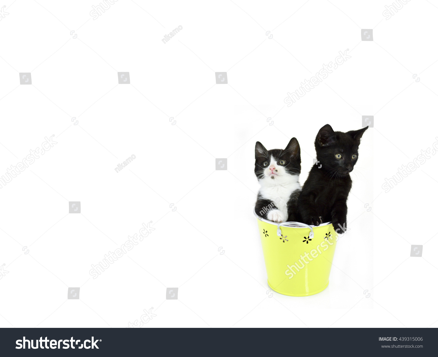 Cute Kittens Sitting Inside Pastel Containers Stock Photo 439315006