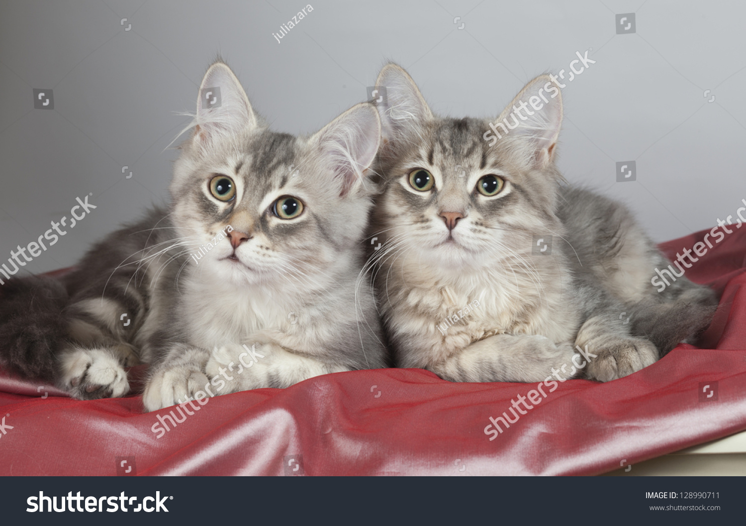 Cute Kittens Twins Stock Photo 128990711 : Shutterstock