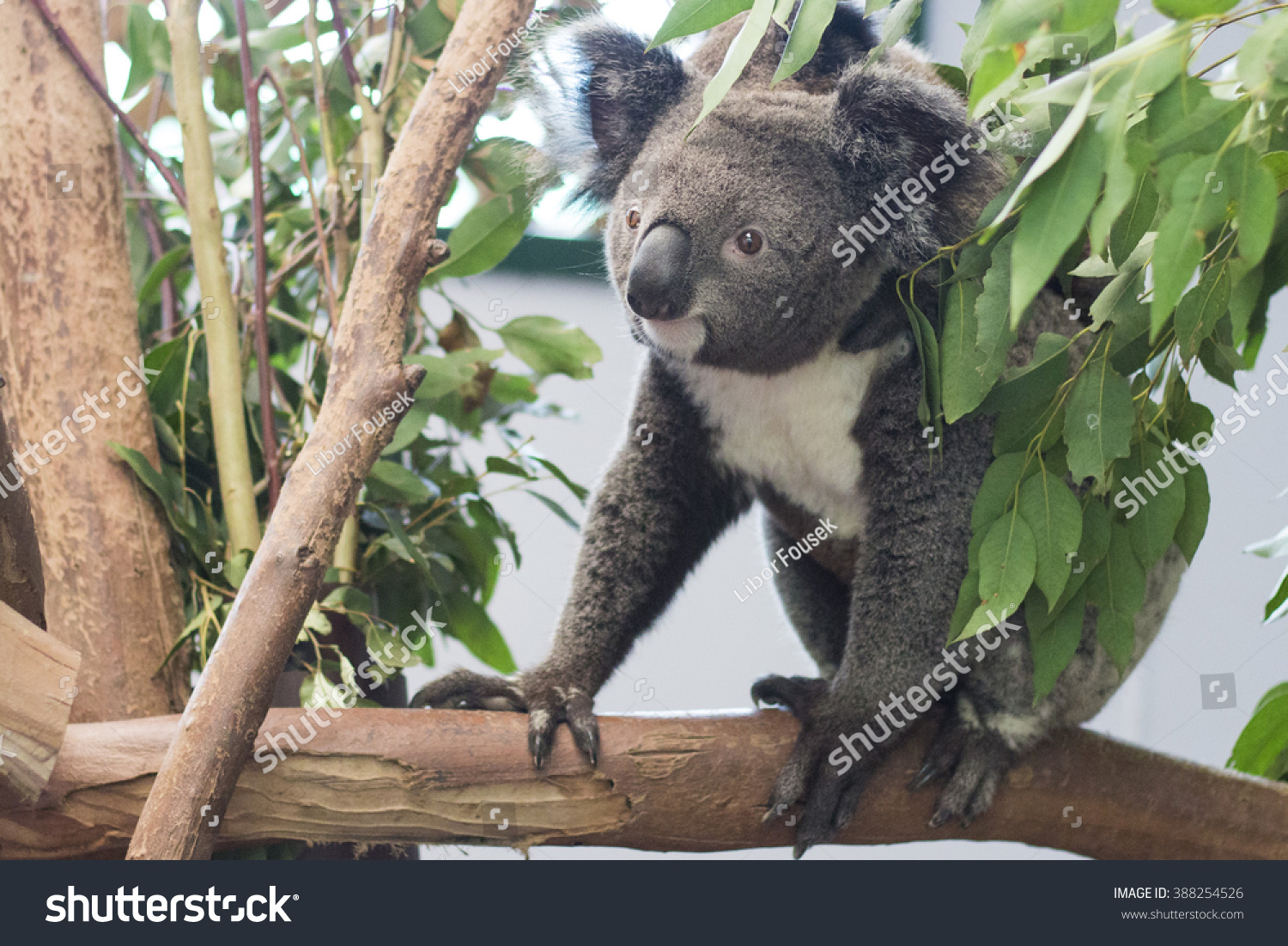 Cute Koala Bear Young Joey Baby Stock Photo Edit Now 388254526