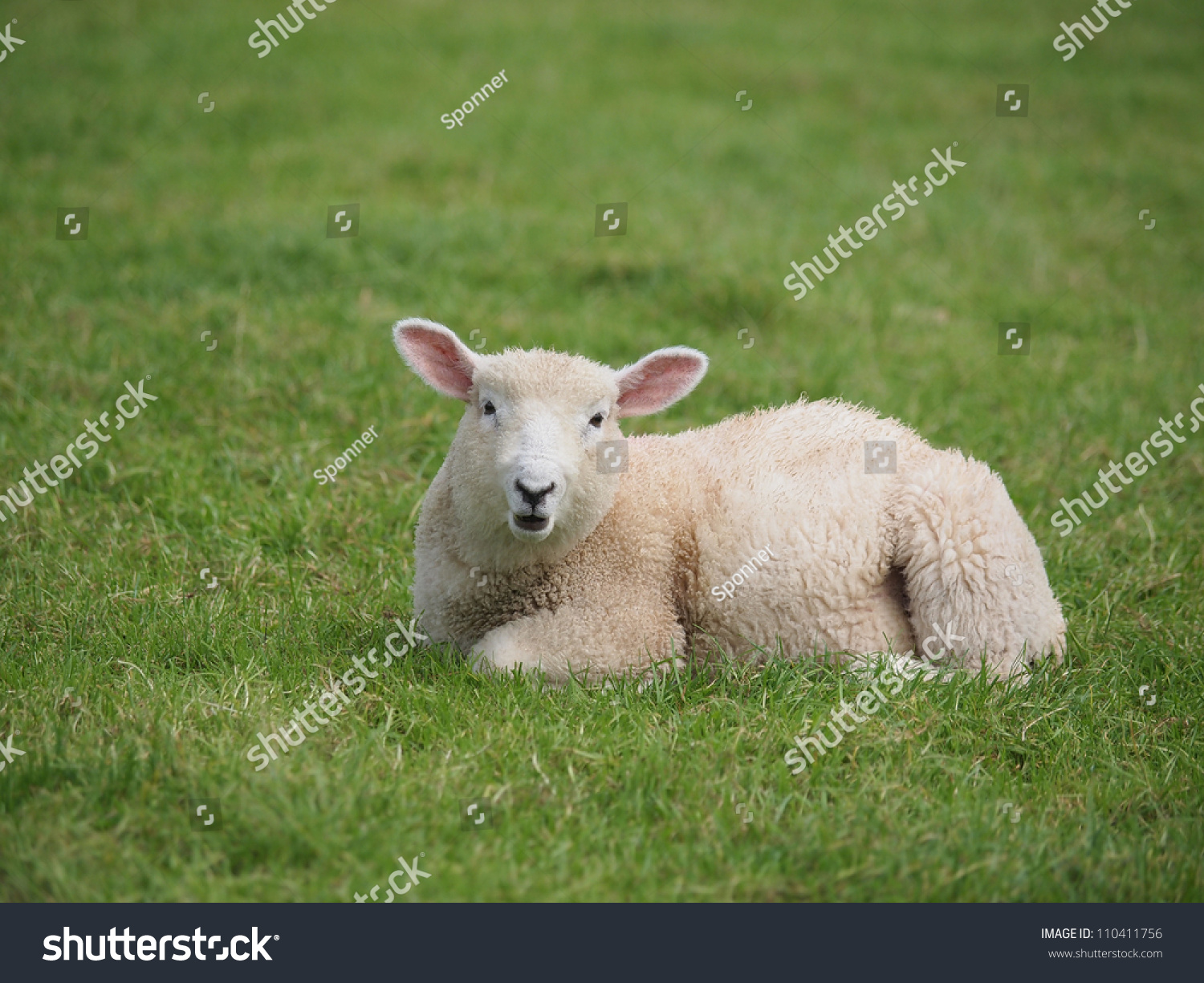 Cute Lamb Lying Down In Meadow Stock Photo 110411756 : Shutterstock