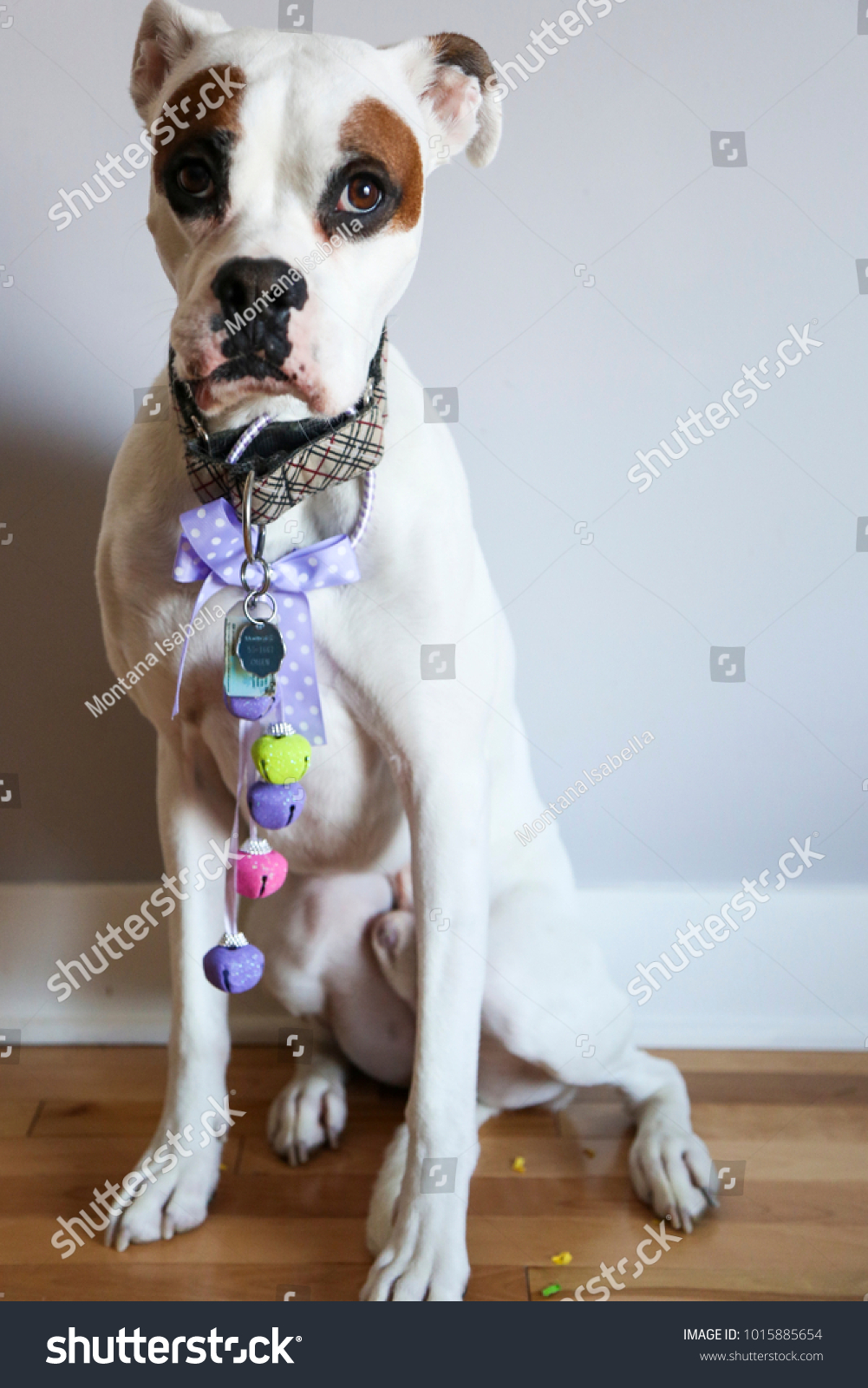 boxer dog dressed up