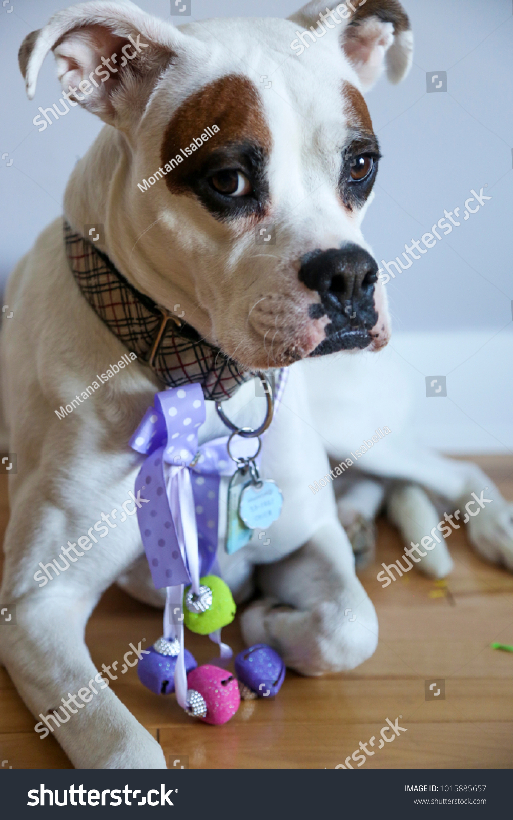 boxer dog dressed up