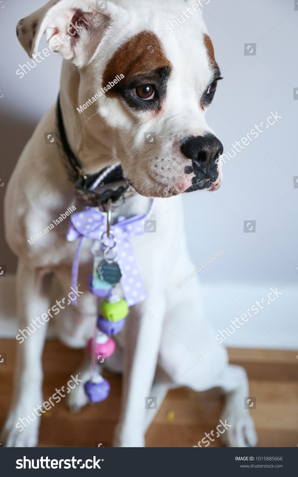 boxer dog dressed up