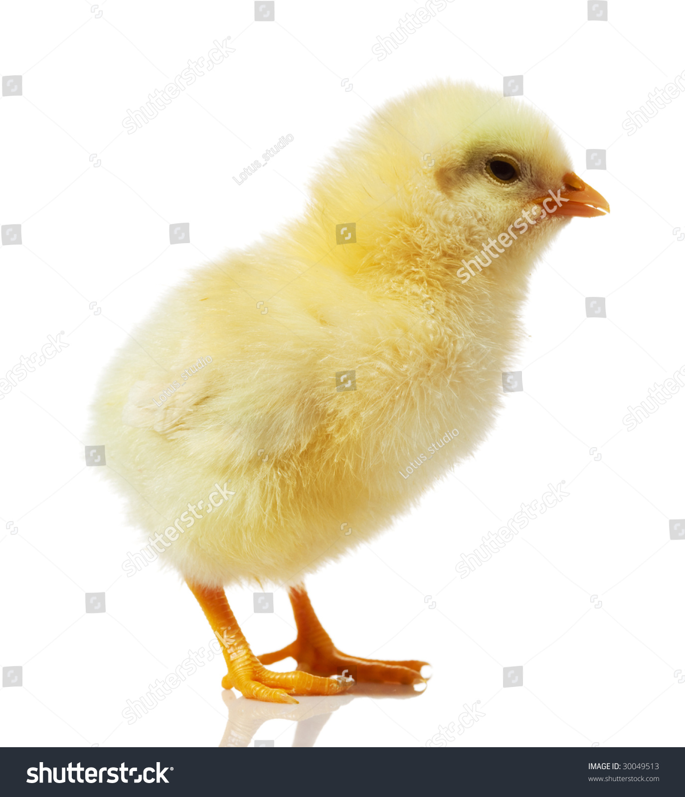 Cute Little Baby Chicken Against White Background Stock Photo 30049513 ...