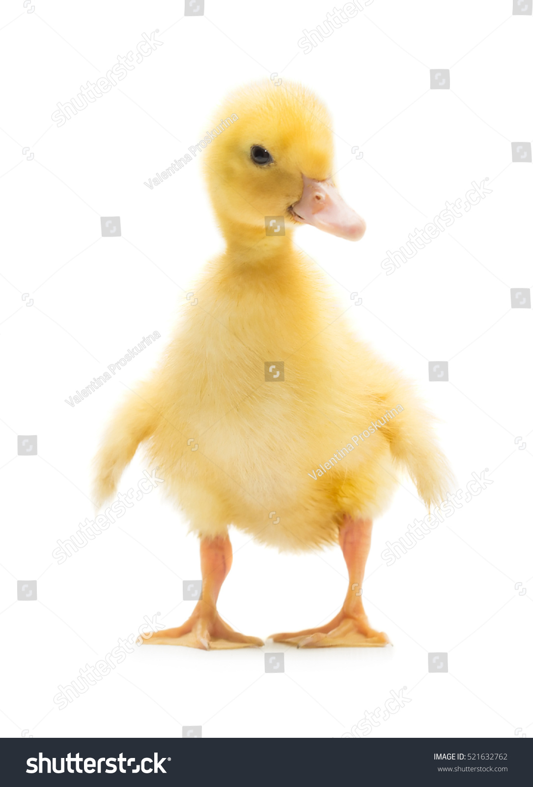 216,133 Duck animals white background Images, Stock Photos & Vectors