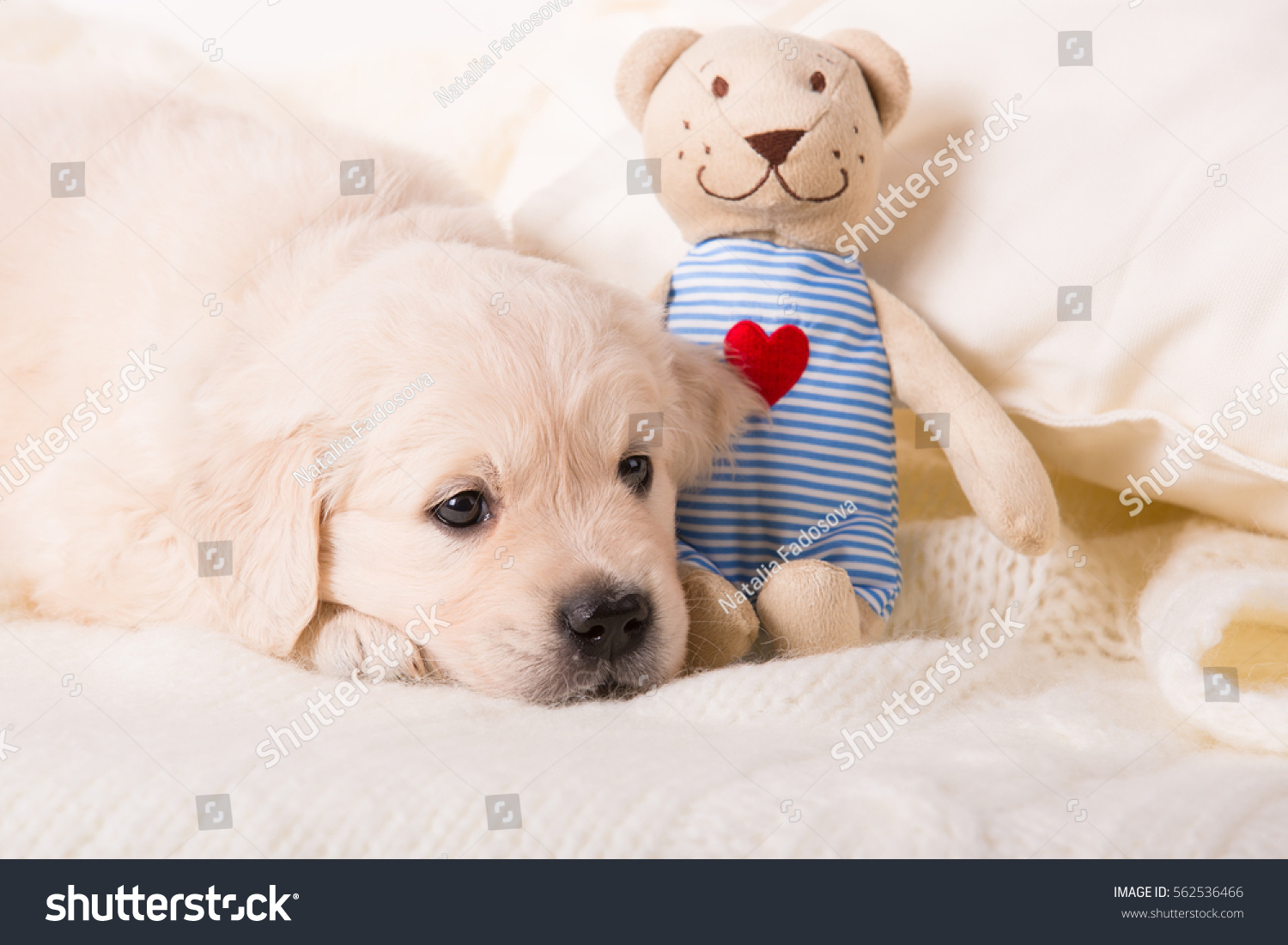 golden retriever puppy teddy