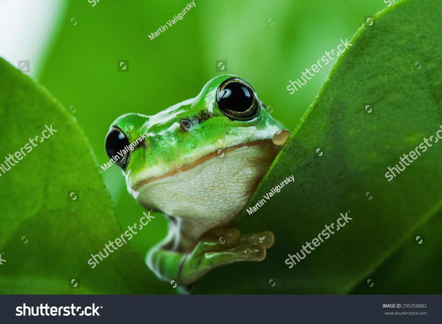 かわいい小さな緑の木のカエルが葉の奥から覗き込んでいる の写真素材 今すぐ編集