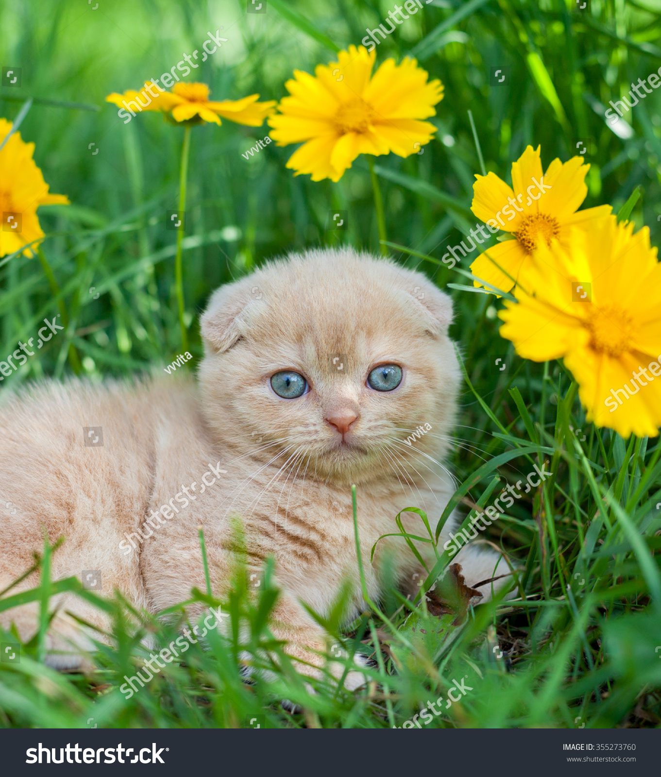 Cute Little Kitten Sitting Flower Meadow Stock Photo 355273760 ...