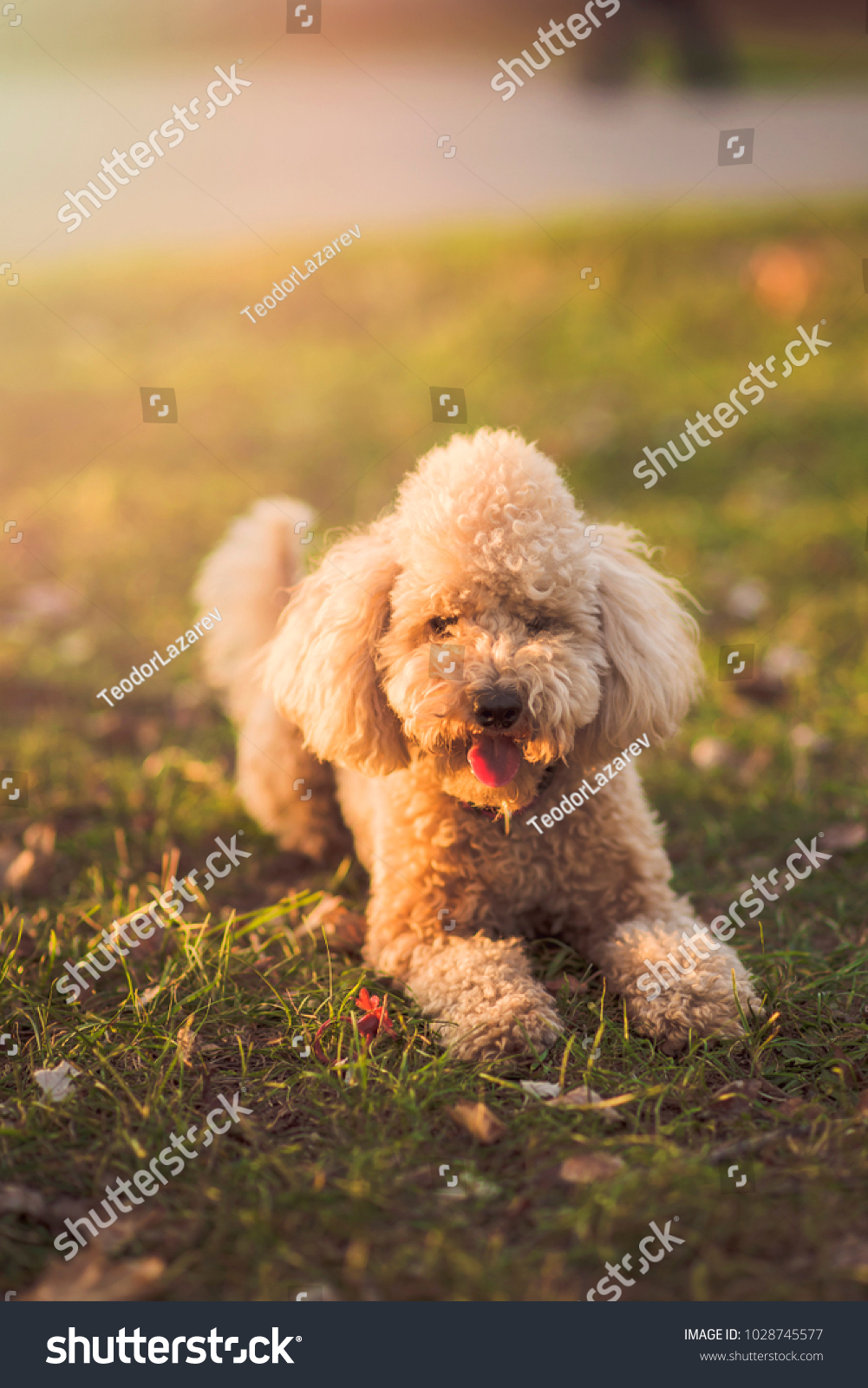 golden miniature poodle