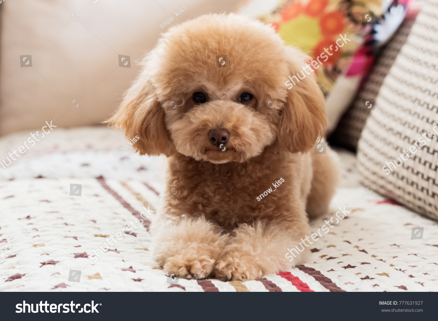 little teddy dog