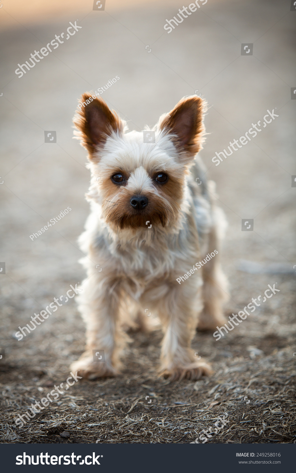 Cute Little Yorkie Puppy Cut Stock Photo Edit Now 249258016