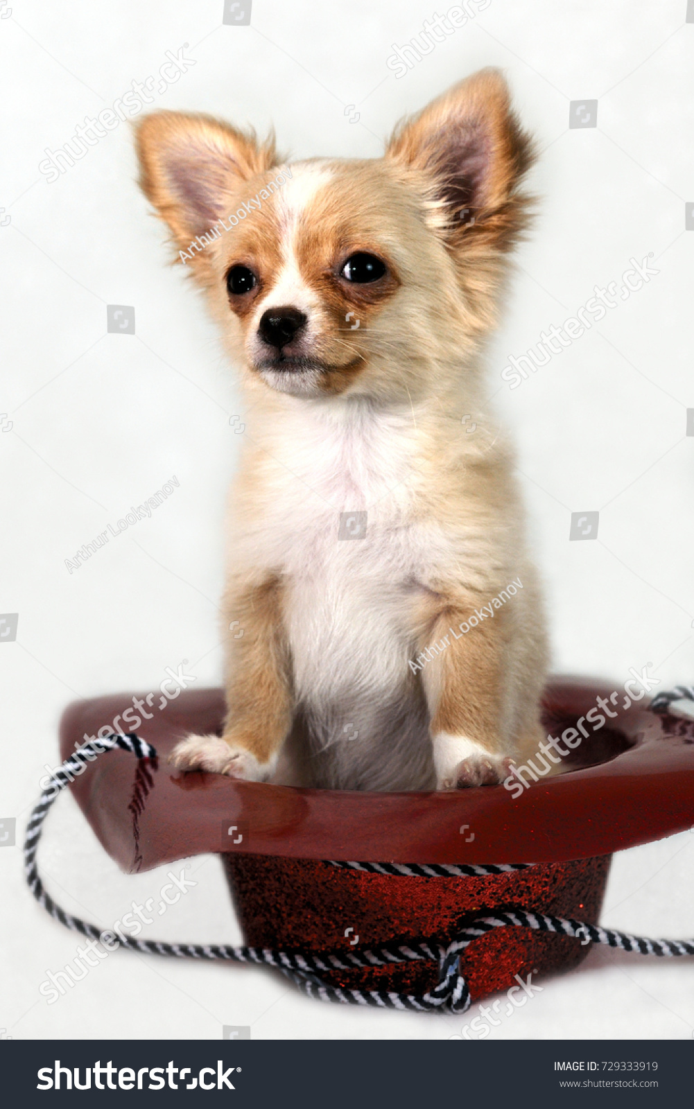 Cute Long Haired Red White Patches Stock Photo Edit Now