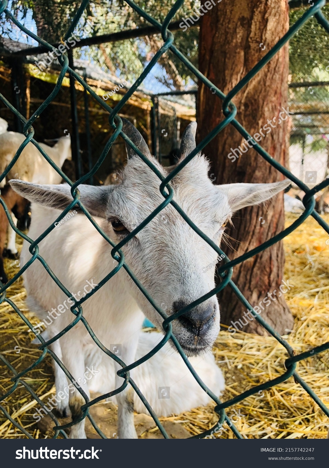 Cute Looking Goats Sheep Cage On Stock Photo 2157742247 Shutterstock