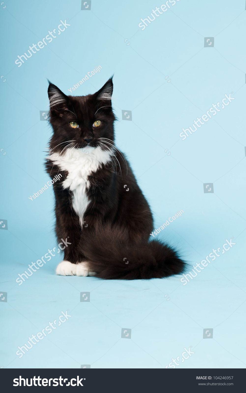 Cute Maine Coon Kitten Black White Stock Photo Edit Now 104246957