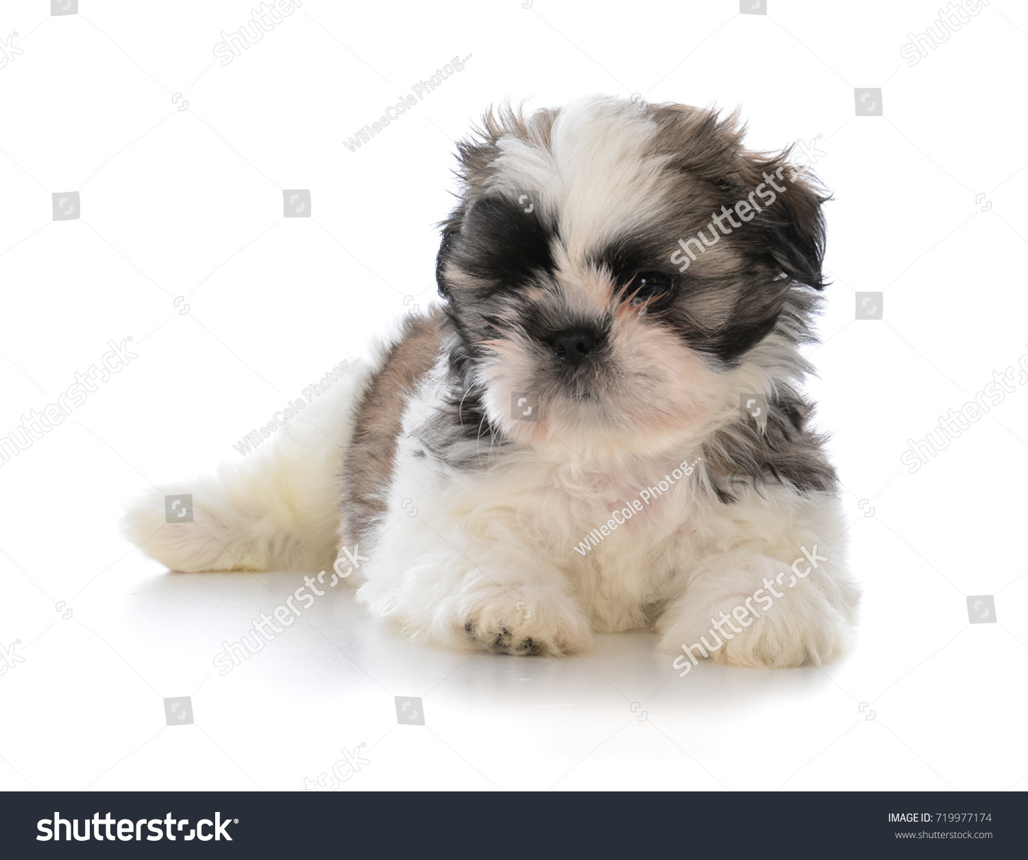 Cute Male Shih Tzu Puppy Laying Stock Photo (Edit Now) 719977174