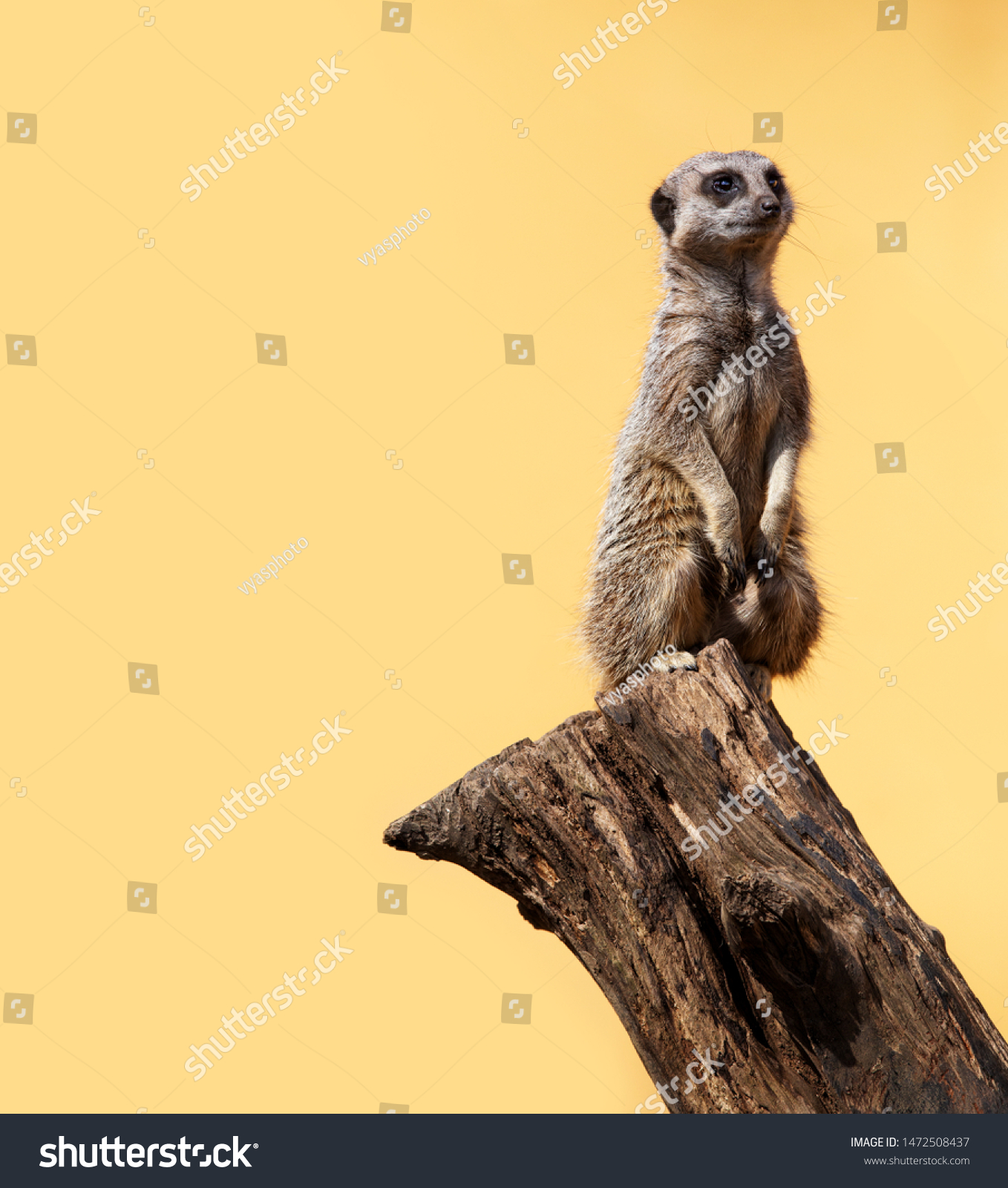 Cute Meerkat On Lookout Yellow Background Stock Photo Edit Now