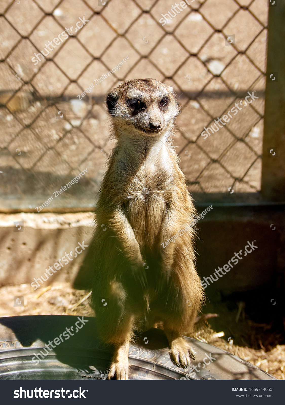 動物園の檻の中にあるかわいいミーカットのスタンド の写真素材 今すぐ編集