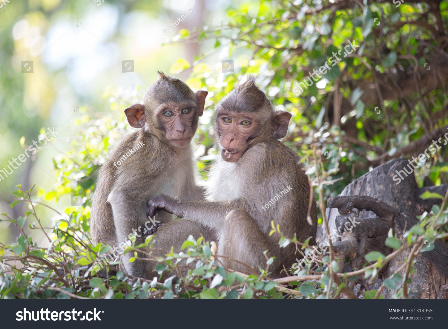 Where monkeys live in nature 68 Where monkeys live in nature 14