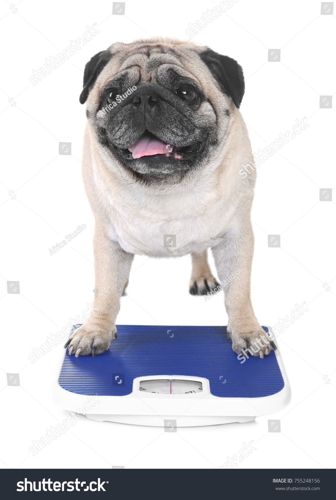 Pug Puppy Weight Chart
