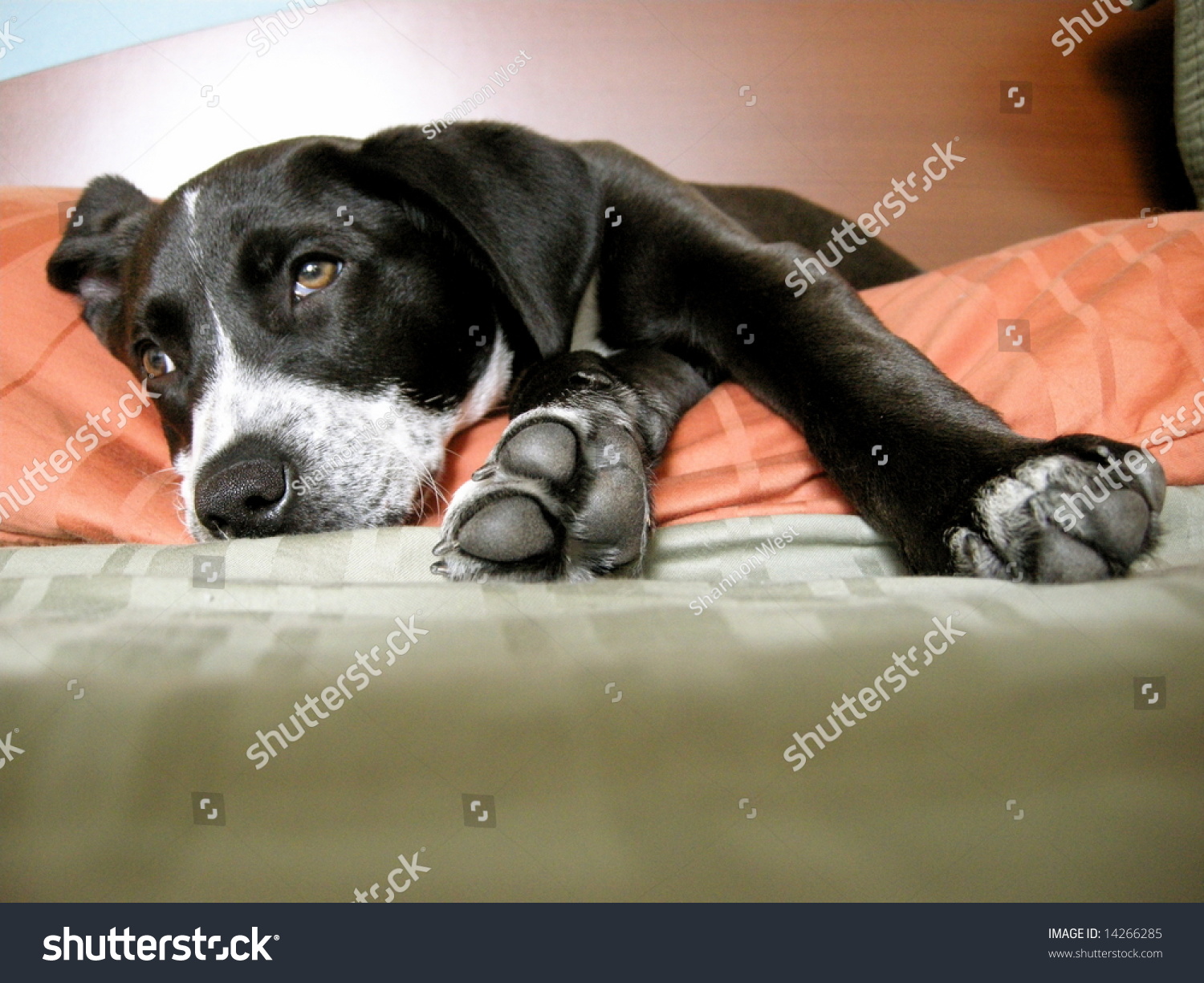 Cute Pitbull Pointer Mix Puppy Lounging Stock Photo Edit Now 14266285