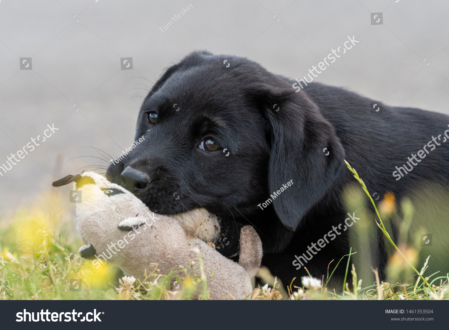 black labrador cuddly toy