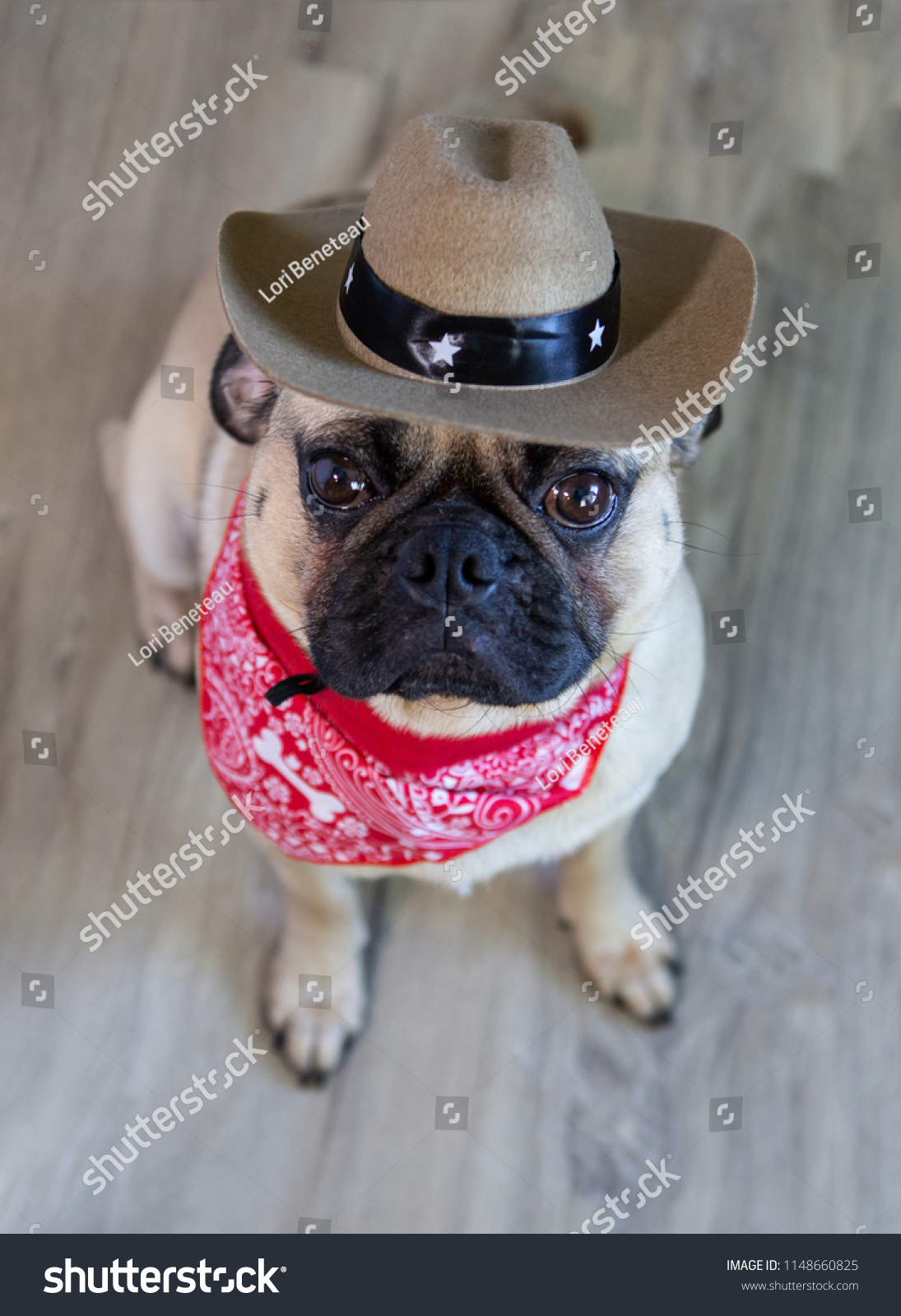 pugs cowboy hats