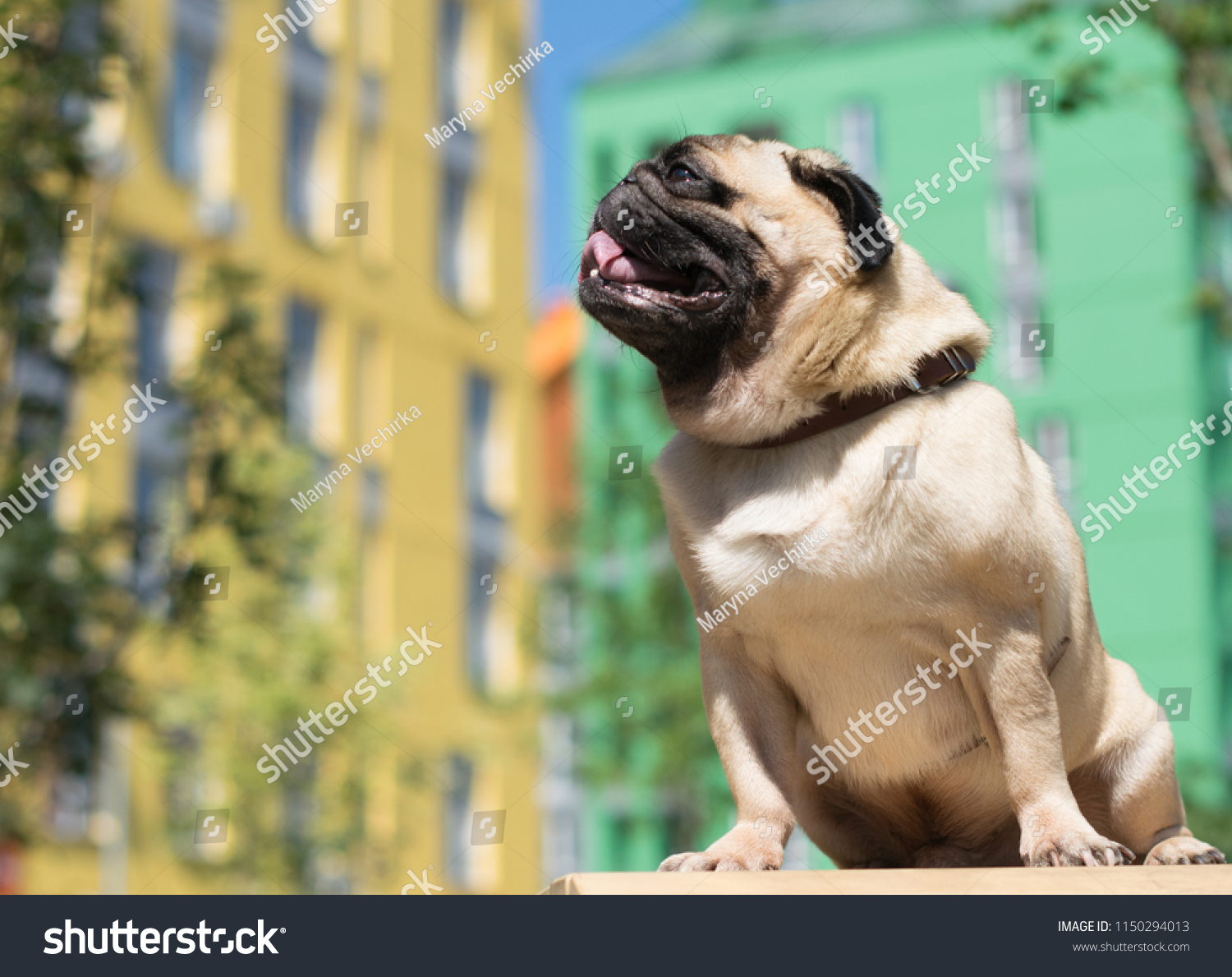 pug houses