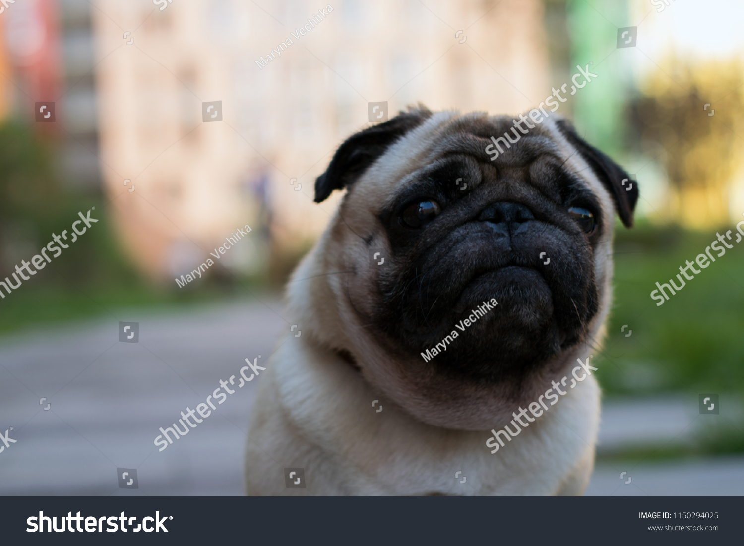 pug houses