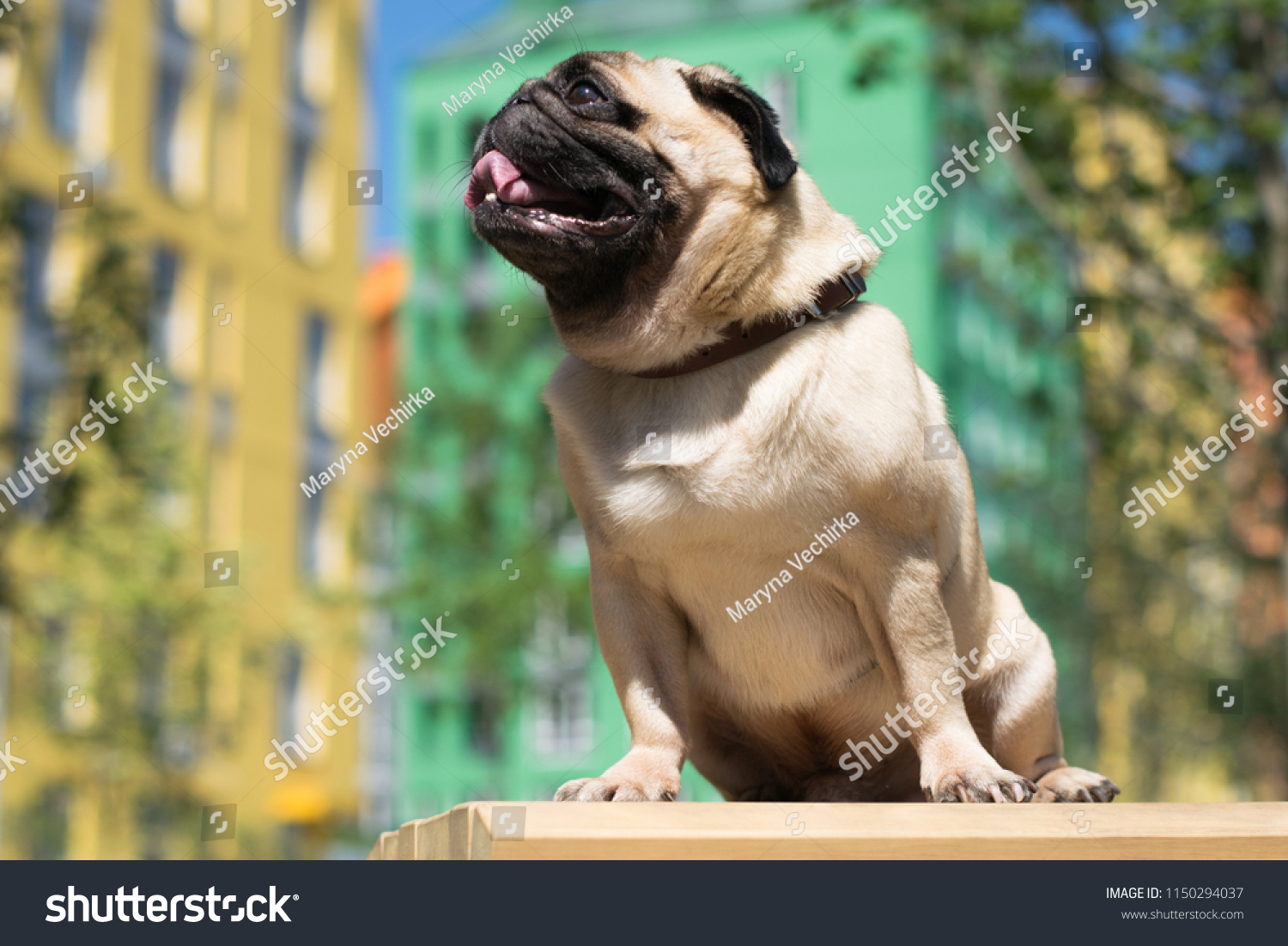 pug houses